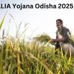 KALIA Yojana Odisha